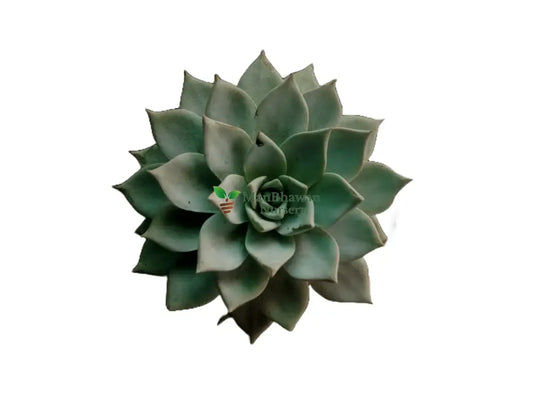 Echeveria Peacockii