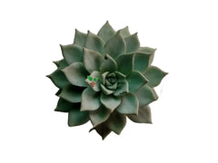 Echeveria Peacockii