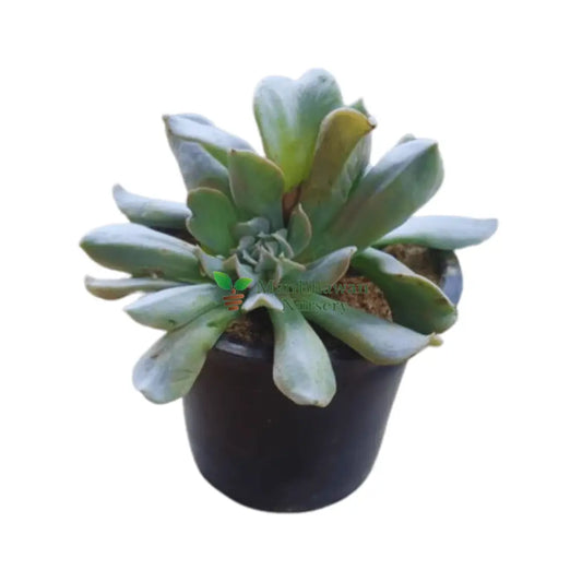 Echeveria Runyonii
