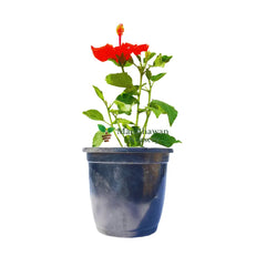 buy online english hibiscus at lowest price