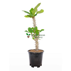 Euphorbia Lily (Crown of Thorns)