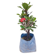 shop for best euphorbia lily plant at ManBhawan Nursery