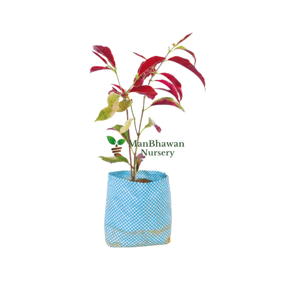 Purchase Laila Majnu Plant Online: Cultivate Love in Your Garden