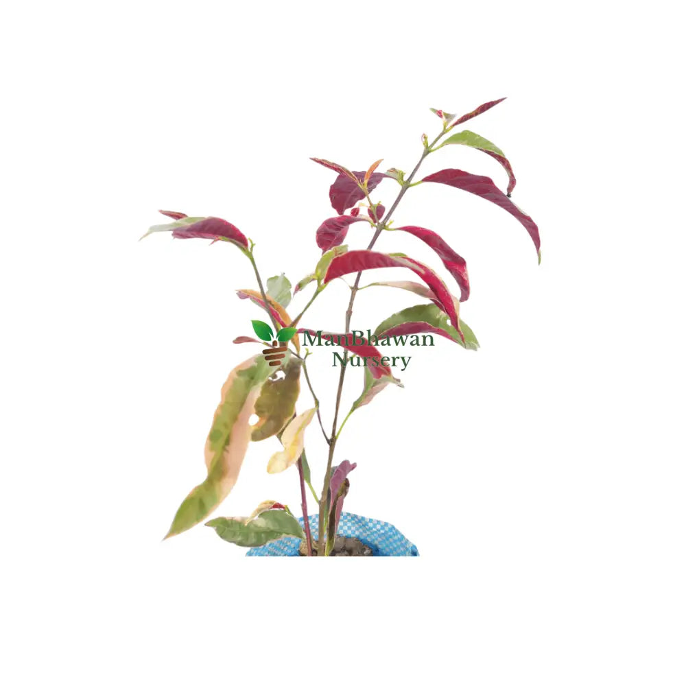 Online Store: Premium Laila Majnu Plant Available for Purchase
