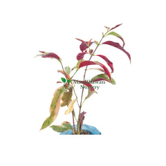 Online Store: Premium Laila Majnu Plant Available for Purchase