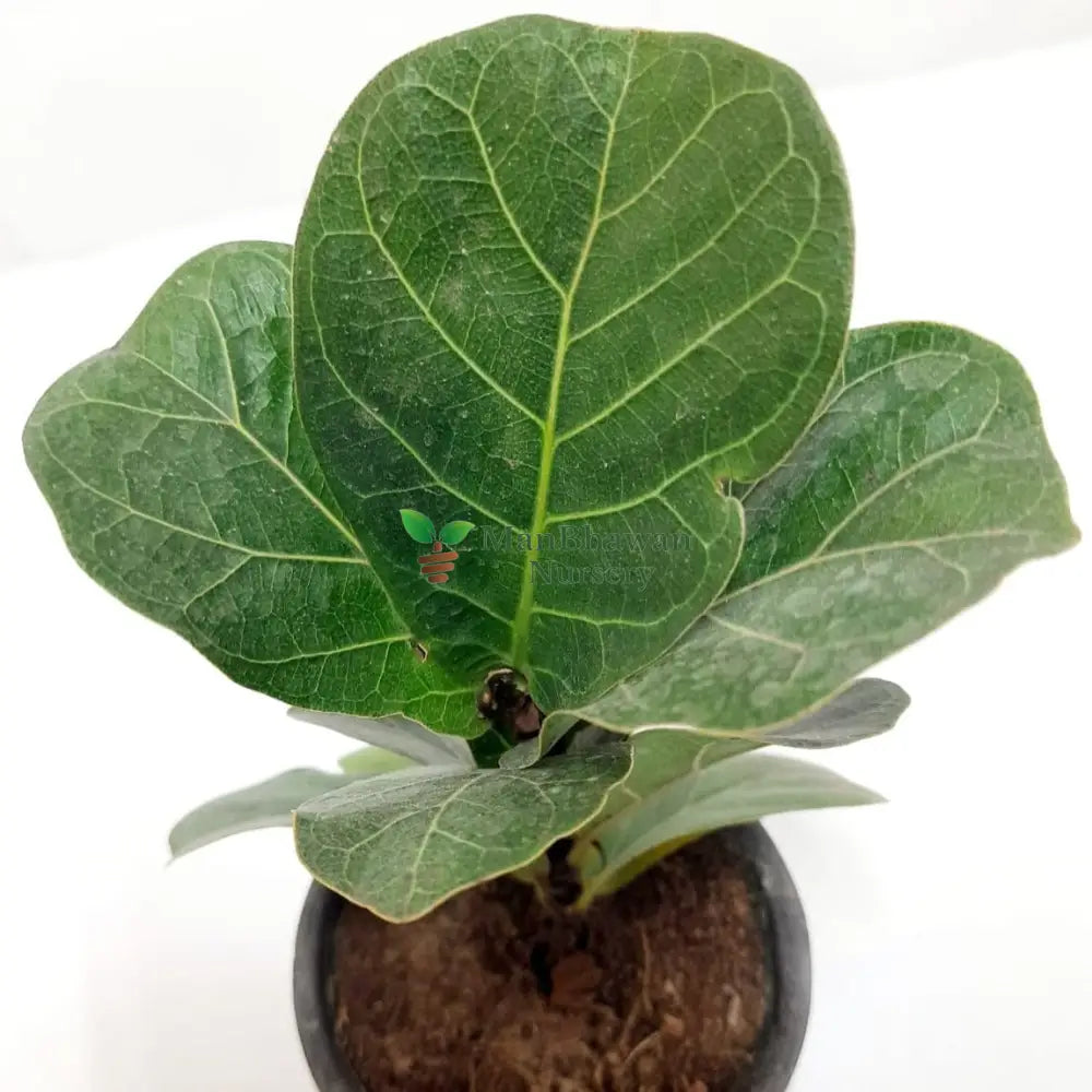 Buy Fiddle Leaf Fig tree for indoor greenery online, Ficus Lyrata available for online purchase, Order your Fiddle Leaf Fig plant for home delivery, Online store - Ficus Lyrata plant for sale