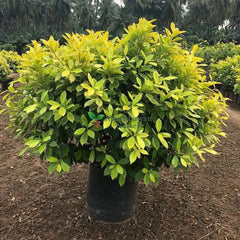 Buy Ficus Panda with convenient online shopping, Ficus Panda available for quick online delivery, Buy Ficus Panda plant online - unique and charming