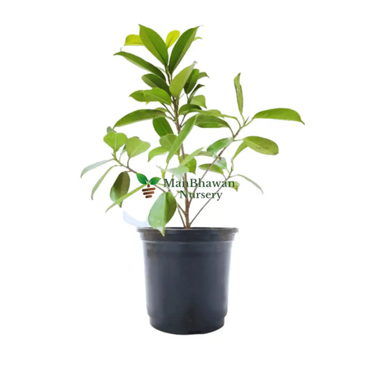 Buy Ficus Panda plant online - unique and charming, Purchase Panda Fig online for distinctive greenery, Ficus Panda for sale - order your plant online, Online shopping for Ficus Panda - adorable foliage