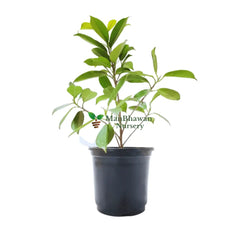 Buy Ficus Panda plant online - unique and charming, Purchase Panda Fig online for distinctive greenery, Ficus Panda for sale - order your plant online, Online shopping for Ficus Panda - adorable foliage