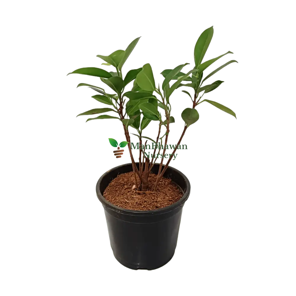 Shop Panda Fig online - easy plant shopping, Buy Ficus Panda for home and office online, Purchase Panda Fig tree with just a click, Ficus Panda online - bring unique nature to your space, Order your Panda Fig plant hassle-free