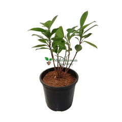 Shop Panda Fig online - easy plant shopping, Buy Ficus Panda for home and office online, Purchase Panda Fig tree with just a click, Ficus Panda online - bring unique nature to your space, Order your Panda Fig plant hassle-free