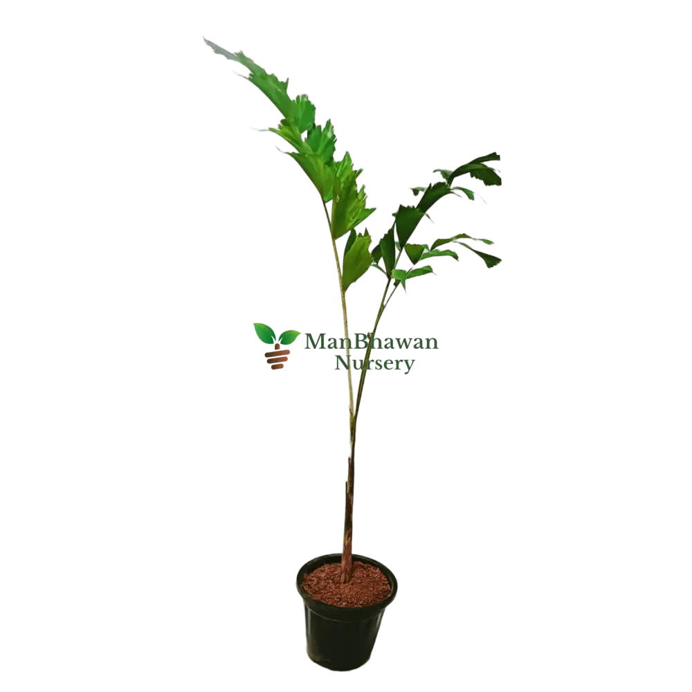 Buy Foxtail Palm plant online - elegant and tropical, Purchase Wodyetia bifurcata online for a touch of paradise, Foxtail Palm for sale - order your exotic plant online