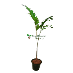 Buy Foxtail Palm plant online - elegant and tropical, Purchase Wodyetia bifurcata online for a touch of paradise, Foxtail Palm for sale - order your exotic plant online