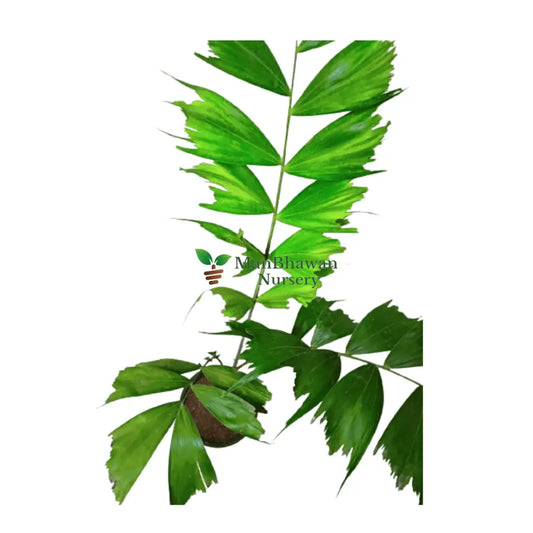 Online shopping for Foxtail Palm - tropical sophistication, Buy Foxtail Palm tree for indoor or outdoor beauty online, Foxtail Palm available for online purchase, Order your Wodyetia bifurcata plant for home delivery