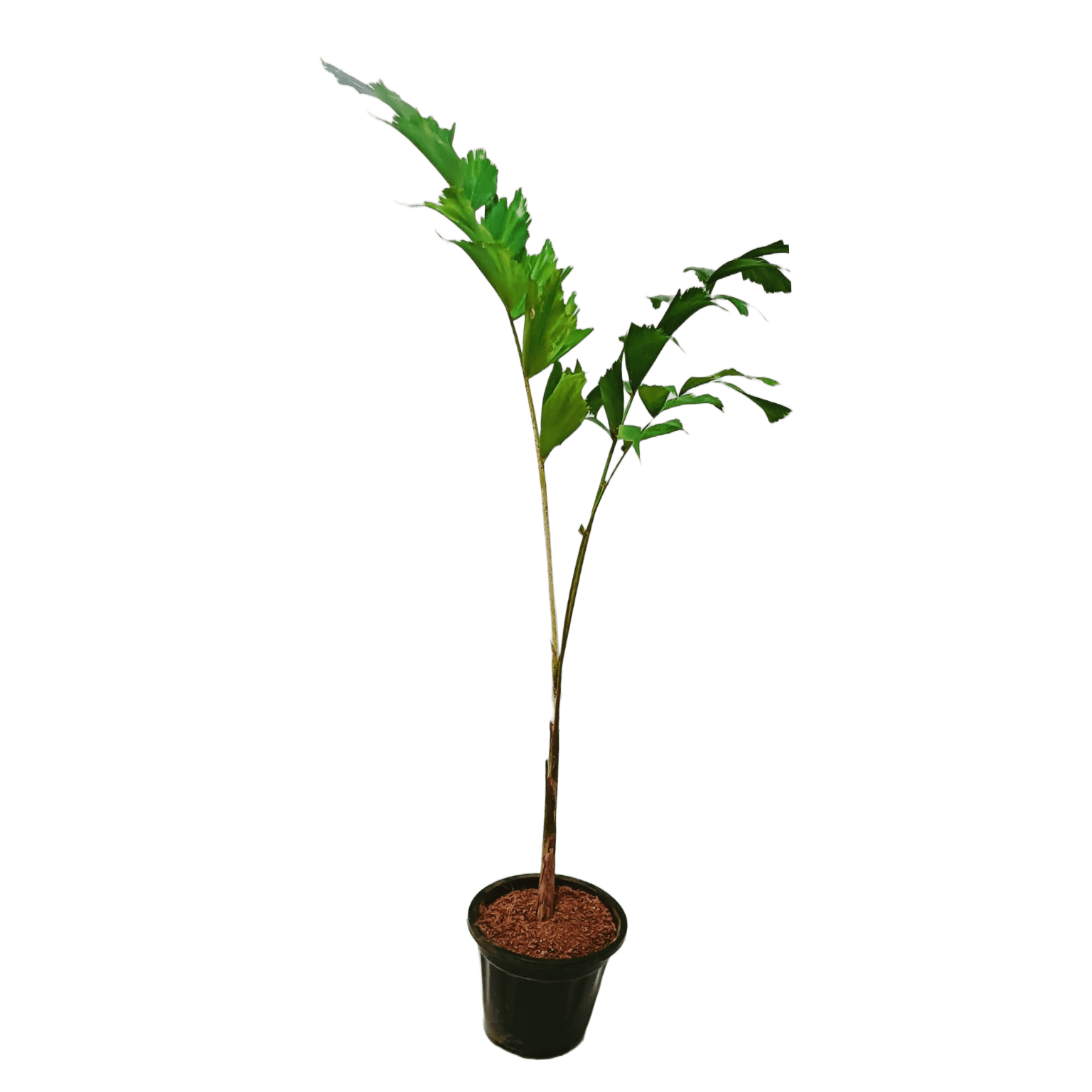 Buy Foxtail Palm plant online - elegant and tropical, Purchase Wodyetia bifurcata online for a touch of paradise, Foxtail Palm for sale - order your exotic plant online