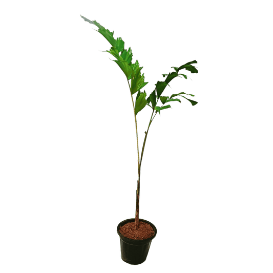 Buy Foxtail Palm plant online - elegant and tropical, Purchase Wodyetia bifurcata online for a touch of paradise, Foxtail Palm for sale - order your exotic plant online