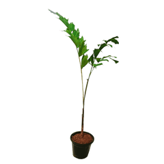 Buy Foxtail Palm plant online - elegant and tropical, Purchase Wodyetia bifurcata online for a touch of paradise, Foxtail Palm for sale - order your exotic plant online