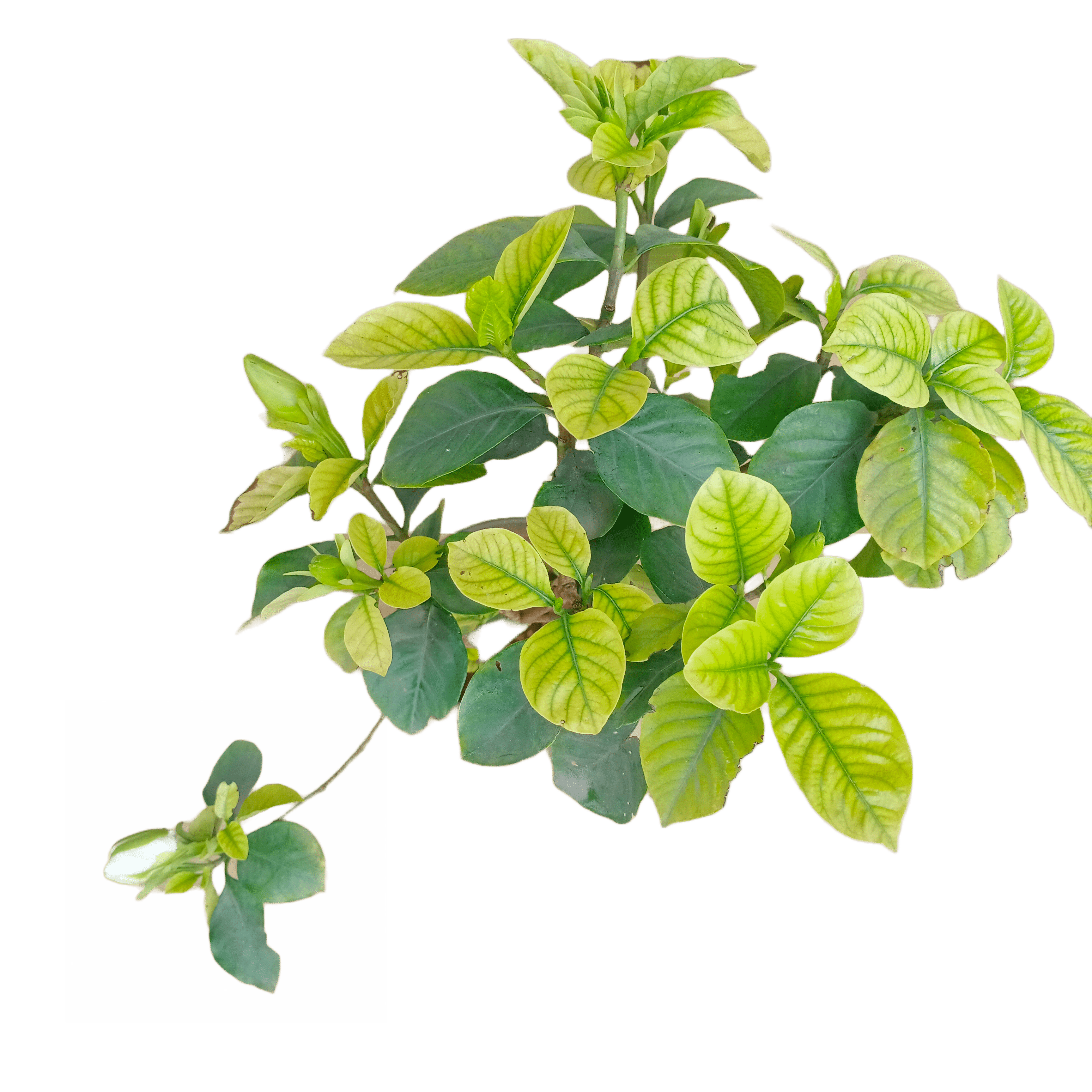 Buy Gandhraj flower online - fragrant and elegant blooms, Purchase exotic Gandhraj flowers for your garden, Online shopping for Gandhraj flowers - vibrant and aromatic, Order Gandhraj blooms for a touch of natural beauty