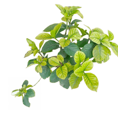 Buy Gandhraj flower online - fragrant and elegant blooms, Purchase exotic Gandhraj flowers for your garden, Online shopping for Gandhraj flowers - vibrant and aromatic, Order Gandhraj blooms for a touch of natural beauty