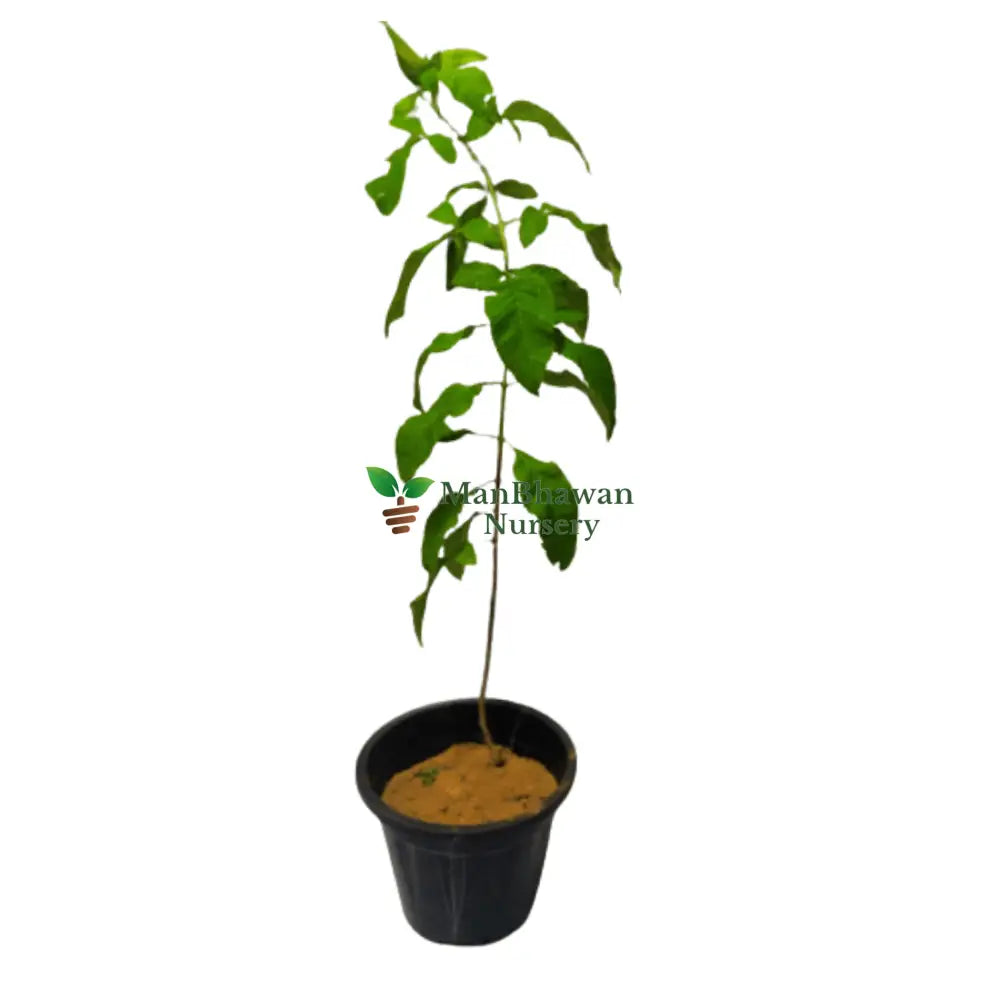 Buy Gauri Chauri Plant online - unique and charming greenery, Purchase exotic Gauri Chauri Plant for your garden, Online shopping for Gauri Chauri Plant - vibrant and elegant foliage, Order Gauri Chauri Plant for a touch of natural beauty