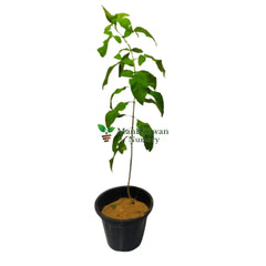Buy Gauri Chauri Plant online - unique and charming greenery, Purchase exotic Gauri Chauri Plant for your garden, Online shopping for Gauri Chauri Plant - vibrant and elegant foliage, Order Gauri Chauri Plant for a touch of natural beauty