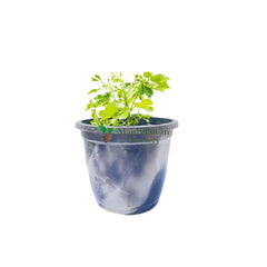 buy online geranium aralia plant on sale