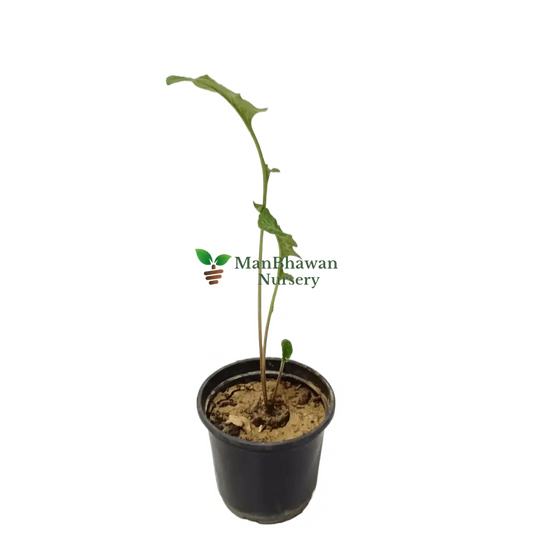 Vibrant Gerbera Plant in Full Bloom, Colorful Gerbera Daisy Blossoms, Close-up of Gerbera Flower Petals