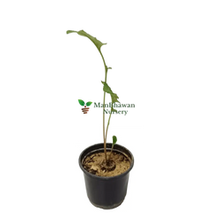 Vibrant Gerbera Plant in Full Bloom, Colorful Gerbera Daisy Blossoms, Close-up of Gerbera Flower Petals