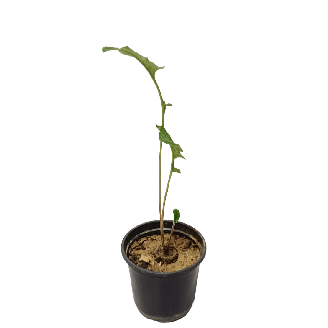 Vibrant Gerbera Plant in Full Bloom, Colorful Gerbera Daisy Blossoms, Close-up of Gerbera Flower Petals