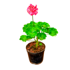 Gerenium Flower Plant