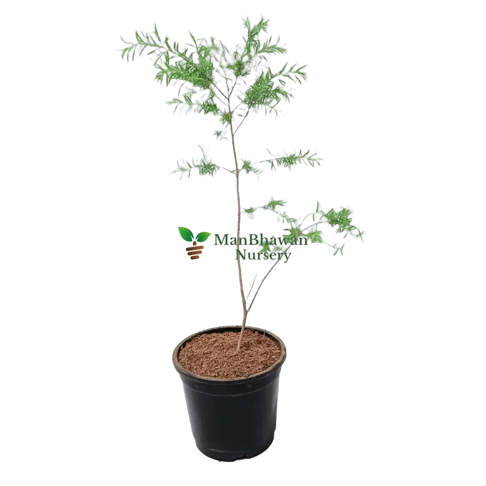 buy online golden bottle brush plant, new fresh tapori plant online