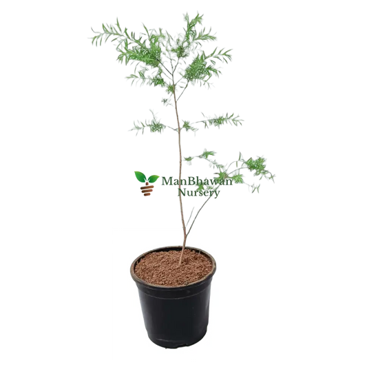 buy online golden bottle brush plant, new fresh tapori plant online