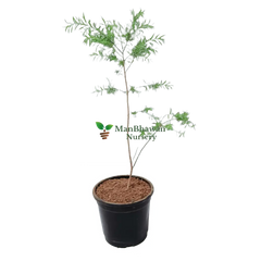 buy online golden bottle brush plant, new fresh tapori plant online