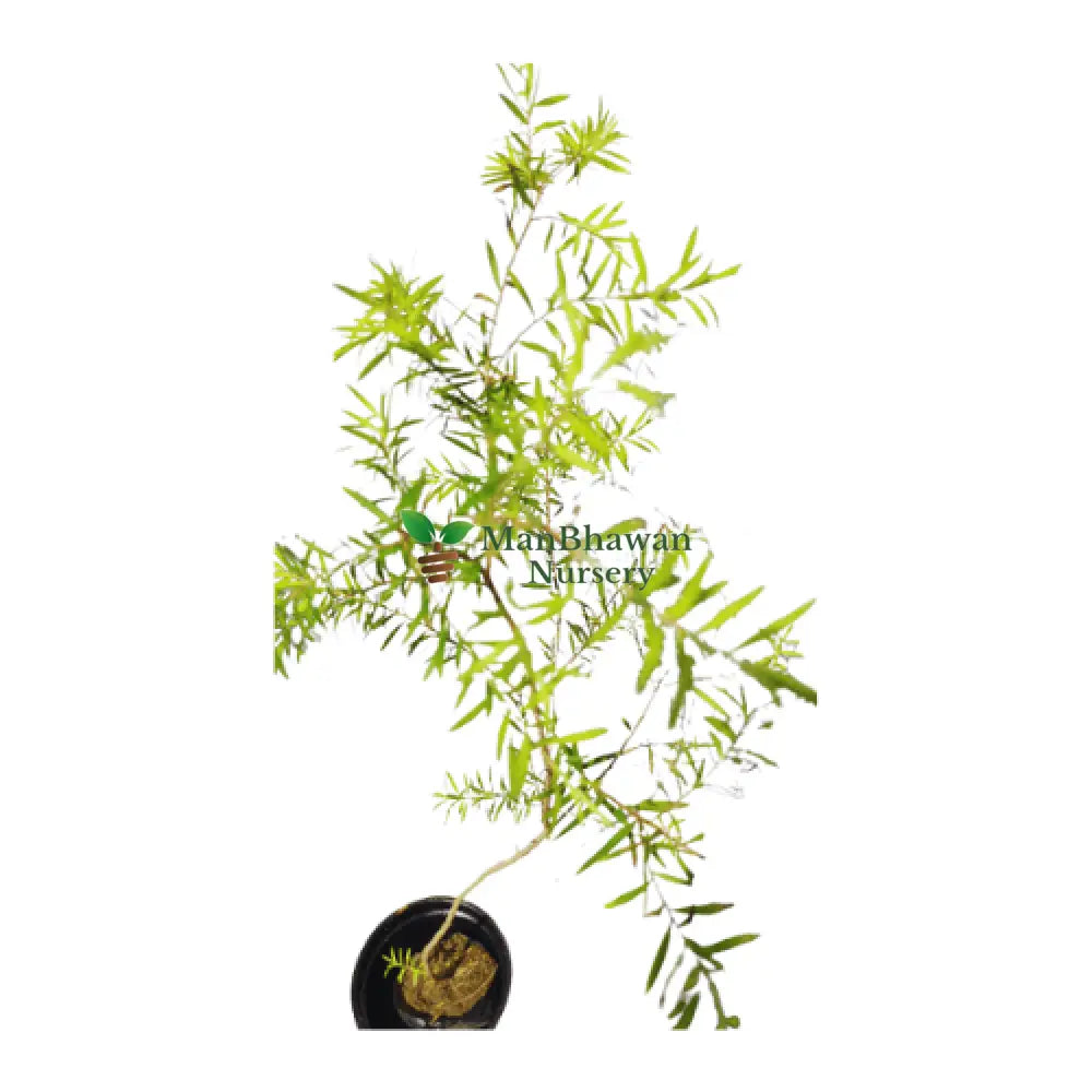 live plants under 99, indoor plants, outdoor plants, new fresh plants
