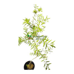 live plants under 99, indoor plants, outdoor plants, new fresh plants