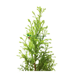 Golden Hinoki Cypress Available for Order, Golden-Foliaged Cypress Tree Online, Acquire Your Own Golden Cypress Plant, Golden Cypress Varieties for Sale