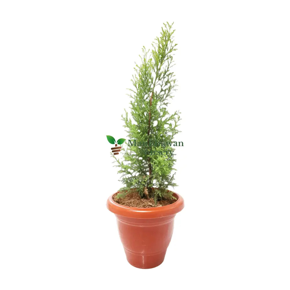 Golden Cypress Plant for Sale Online, Buy Golden Cypress Tree with Vibrant Foliage, Online Shopping for Golden Cypress Sapling, Purchase Golden Cypress for Your Garden