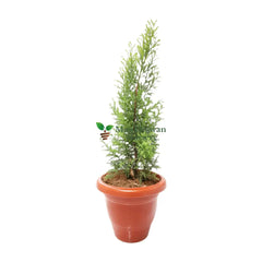 Golden Cypress Plant for Sale Online, Buy Golden Cypress Tree with Vibrant Foliage, Online Shopping for Golden Cypress Sapling, Purchase Golden Cypress for Your Garden