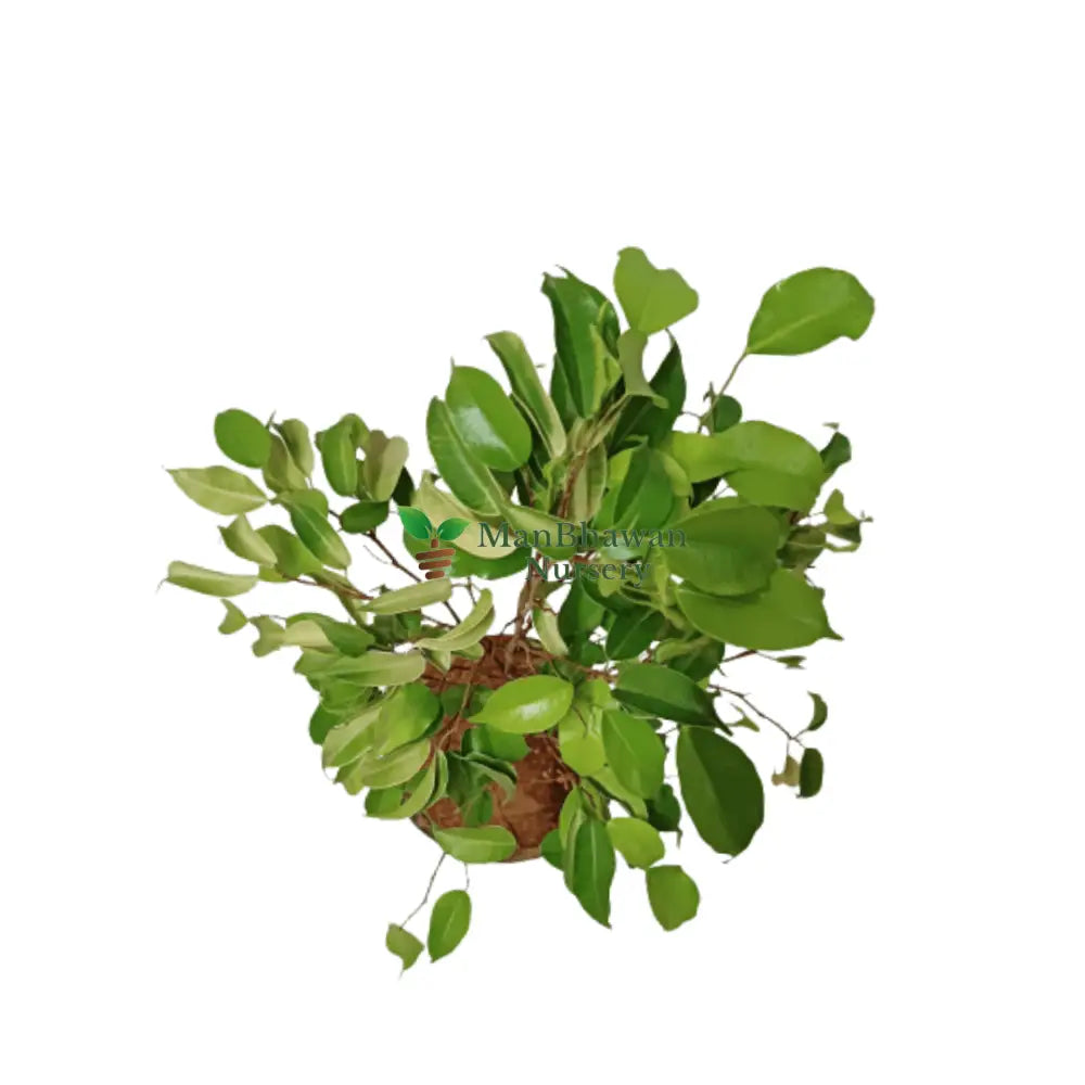 Golden Variegated Ficus Available for Order, Online Shopping: Ficus Golden Houseplant, Ficus Elastica 'Tineke' for Sale