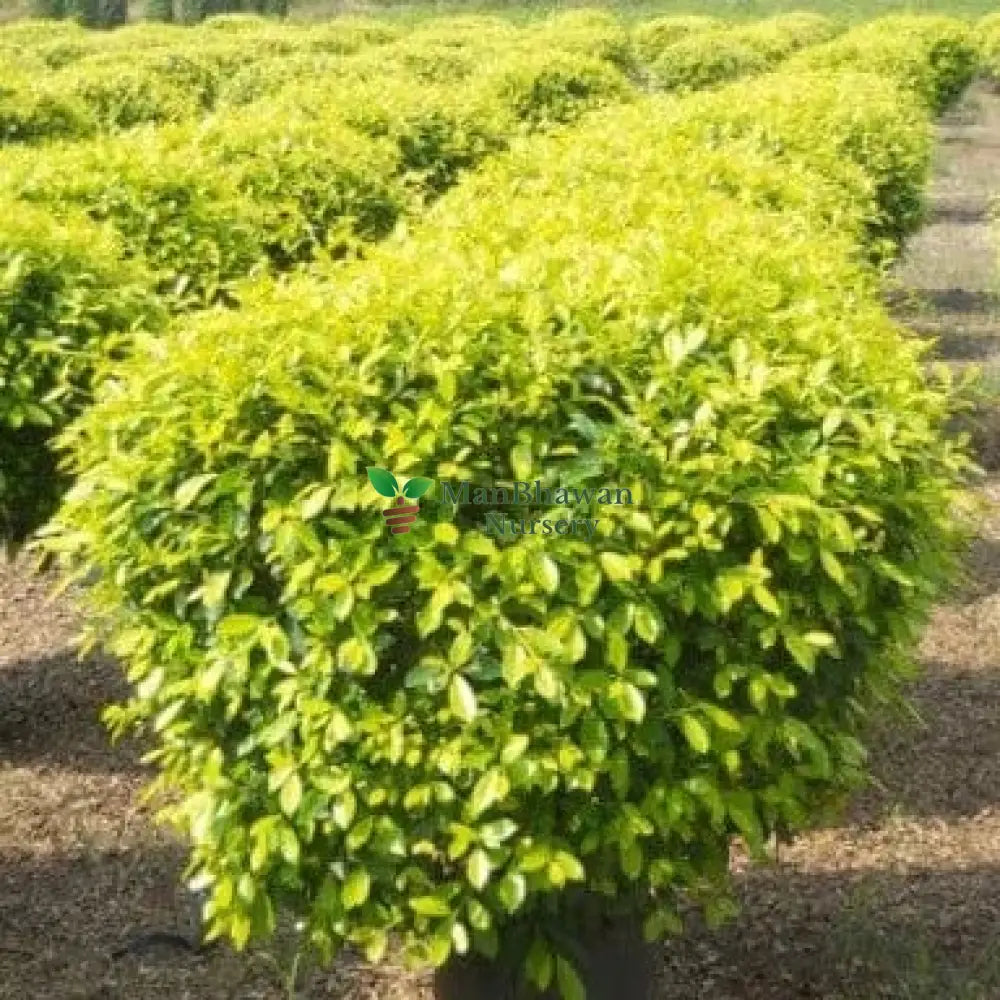 Order Your Ficus Golden Plant Today, Golden Foliage Ficus for Indoor Gardens, Bring Home the Ficus Golden Variety