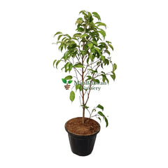 Ficus Golden Plant for Sale Online, Purchase Ficus Elastica 'Golden' for Your Home, Buy Ficus Golden Rubber Tree Online