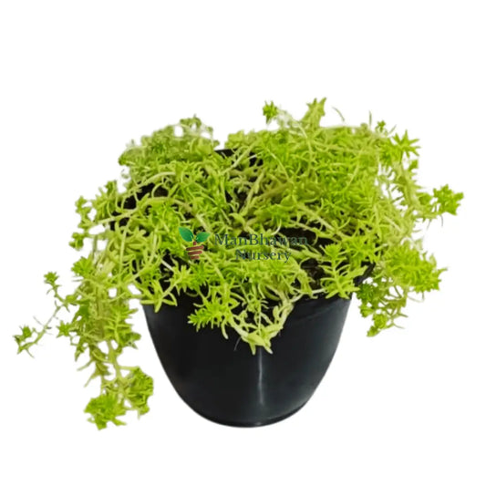 Buy Golden Sedum Grass Online – Ornamental Plant,  Purchase Golden Sedum for Your Garden, Online Shopping: Golden Sedum Ground Cover, Golden Sedum Acre for Sale