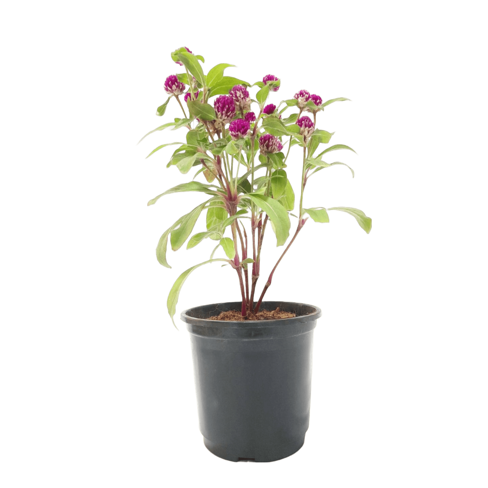 Buy Gomphrena Plant Online – Vibrant Garden Addition, Purchase Gomphrena Globosa for Your Landscape, Online Shopping: Gomphrena Globe Amaranth, Colorful Gomphrena Flowers Available for Order