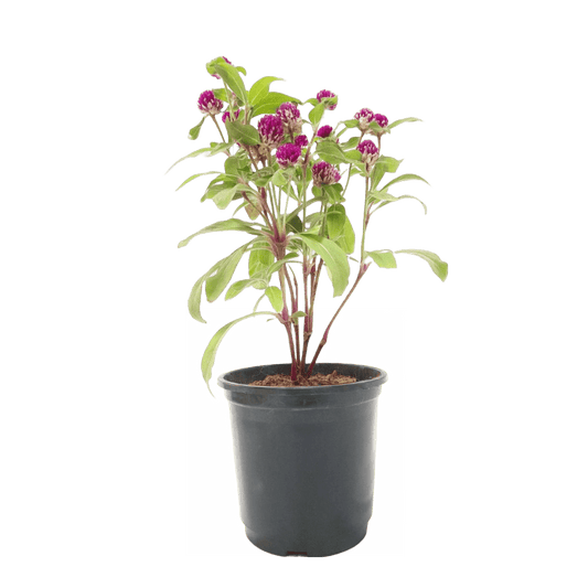 Buy Gomphrena Plant Online – Vibrant Garden Addition, Purchase Gomphrena Globosa for Your Landscape, Online Shopping: Gomphrena Globe Amaranth, Colorful Gomphrena Flowers Available for Order