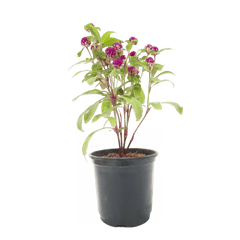 Buy Gomphrena Plant Online – Vibrant Garden Addition, Purchase Gomphrena Globosa for Your Landscape, Online Shopping: Gomphrena Globe Amaranth, Colorful Gomphrena Flowers Available for Order