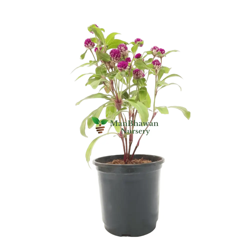 Buy Gomphrena Plant Online – Vibrant Garden Addition, Purchase Gomphrena Globosa for Your Landscape, Online Shopping: Gomphrena Globe Amaranth, Colorful Gomphrena Flowers Available for Order