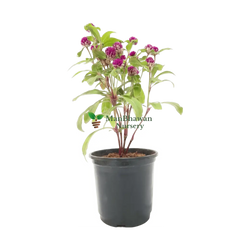 Buy Gomphrena Plant Online – Vibrant Garden Addition, Purchase Gomphrena Globosa for Your Landscape, Online Shopping: Gomphrena Globe Amaranth, Colorful Gomphrena Flowers Available for Order