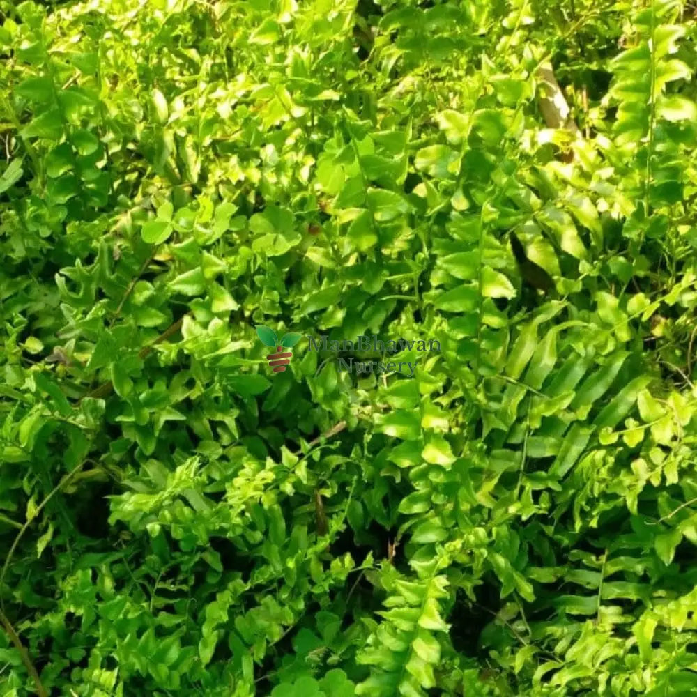 Add Gora Fern to Your Collection – Shop Now, Explore Gora Fern Plants Online – Convenient Shopping, Purchase Gora Fern for Your Indoor Garden