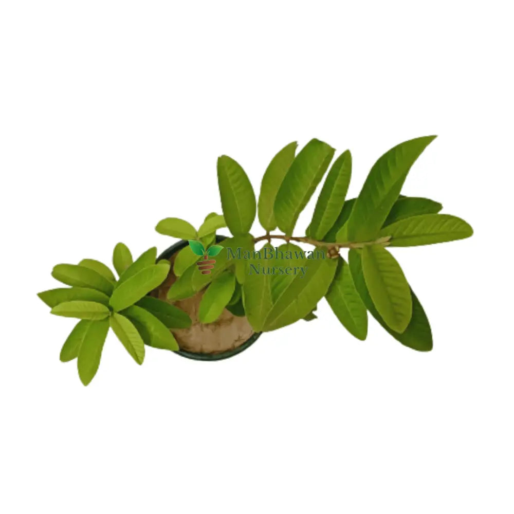Add Guava 1kg Variety Plant to Your Orchard – Shop Now, Discover Online Choices for Guava with 1kg Fruits – Convenient Shopping, Buy Guava 1kg Variety Plant Online – Fresh and Flavorful