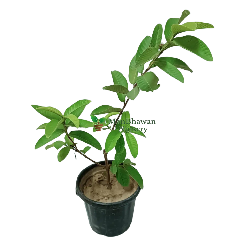 Buy Pink Variety Guava Plant Online – Sweet and Fragrant, Purchase Guava Tree with Pink Fruits for Your Garden, Online Shopping: Pink Variety Guava Plant – Tropical Delight